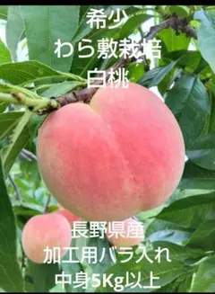 希少わら敷栽培桃　長野県産加工用バラ入れ中身5kg以上のサムネイル