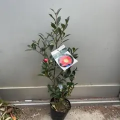 華-HANA様 リクエスト 2点 まとめ商品