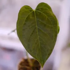 2025年最新】アンスリウム ワロクアーナムの人気アイテム - メルカリ