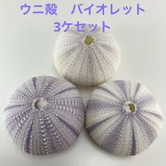 NO.68V-171 アーチン(ウニ殻) バイオレット　3ケセット