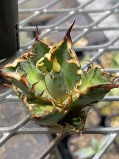 2025年最新】アガベ レッドキャットウィーズルの人気アイテム - メルカリ