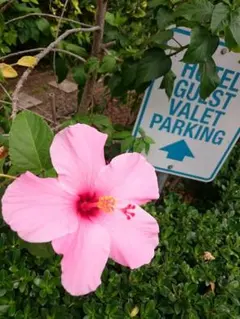 【2026年1月購入新品未使用品】COACH＊コインウォレット