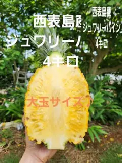 南国石垣島産 ハワイ種ジュワリーパイン実生苗 1株鑑賞しながら収穫を待つだけ♡ 南国石垣島産 ハワイ種ジュワリーパイン実生苗 1株鑑賞しながら収穫を
