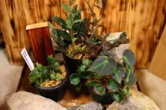 Top【選抜株】多肉植物 25454アマビレ 105個 プラグトレー苗 - メルカリ