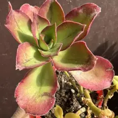 2026年最新】アエオニウム ロスコフの人気アイテム - メルカリ