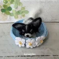 おねむのチワワちゃん♡ブラック&ホワイトのサムネイル