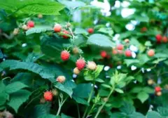 シナモン　筆箱　ペンケース　マグネット　キラキラ