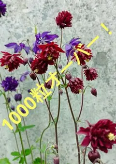 ２５年産全て！1000粒オーバー★もこや花壇★バローシリーズ☆オダマキの種全６色のサムネイル