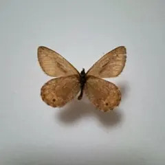 蝶標本 ヒメヒカゲ 3頭 - メルカリ