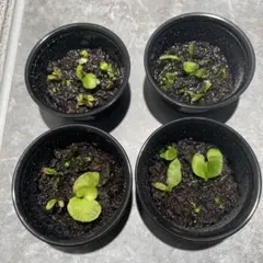 2026年最新】リドレイ 胞子の人気アイテム - メルカリ