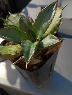 2025年最新】アガベ オアハカ 現地の人気アイテム - メルカリ