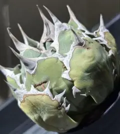 超美級！アガベチタノタドラゴンクロー（極上株）超S級驚愕良形super