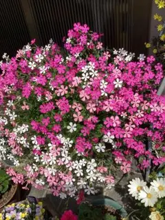 kemi様 リクエスト 2点 まとめ商品