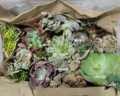 エケベリア・セダム 多肉植物セット 20種類以上①