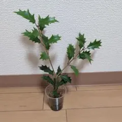 ヒイラギ　挿し木用枝　２本のサムネイル