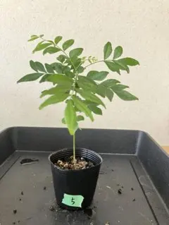 CHALI様 リクエスト 2点 まとめ商品