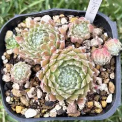 多肉植物　センペルビウム　パシフィックテディNo.28【桃】 多肉植物 センペルビウム パシフィックテディNo.28【桃】 - メルカリ