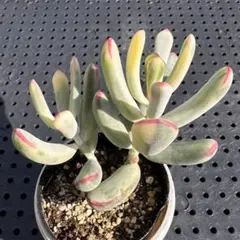 2026年最新】だるまプリンセスの人気アイテム - メルカリ