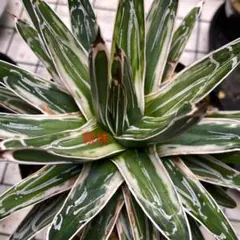 アガベ　笹の雪　極氷山　白虎斑 多肉植物：アガベ 笹の雪白虎斑 極氷山*9.5cm 現品 一品限り : 遊恵
