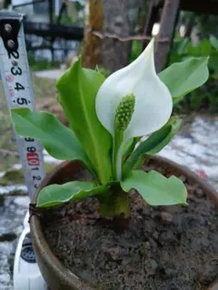 天然クロモジ天日干し（花•葉•枝）1kg 天然クロモジ天日干し（花•葉•枝）1kg - メルカリ