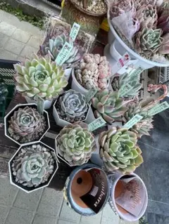 みやさん苗　flower様のサムネイル