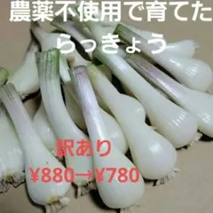 農薬不使用で育てた　らっきょう　訳あり品のサムネイル