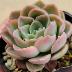 2026年最新】毒リンゴ 多肉の人気アイテム - メルカリ