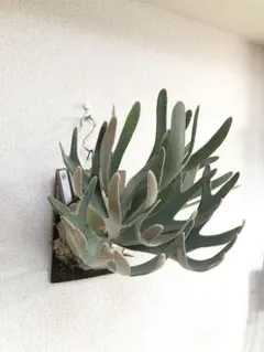 2025年最新】veitchii lisaの人気アイテム - メルカリ