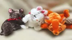 マリー ベルリオーズ トゥルーズ ディズニー　ぬいぐるみ　ディズニーストア