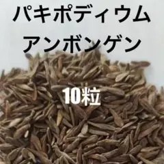 パキポディウム　アンボンゲンセ　種子　50粒　2026.0217入荷 パキポディウム アンボンゲンセ 種子 50粒 2026.0217入荷 【公式通販】