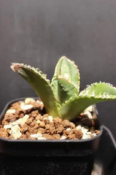 93 アガベ パリー トランカータ 実生【選抜 地植え 耐寒性】 - メルカリ