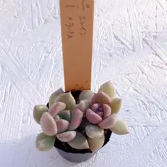 2026年最新】ミソップ エレインの人気アイテム - メルカリ