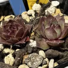 多肉植物 センペルビウム テクトラム ルージュ No.62① - メルカリ