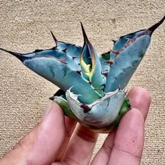 2025年最新】agaveの人気アイテム - メルカリ