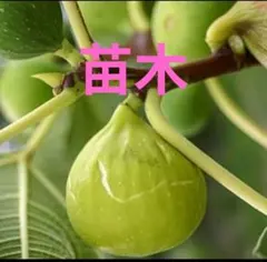 いちじく あま～い (バナーネ ) 　苗木のサムネイル