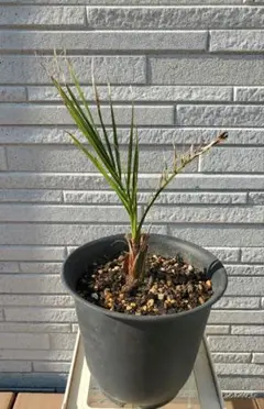 2026年最新】カナリーヤシの人気アイテム - メルカリ