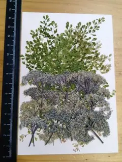 押し花　マイクロアジアンタム、コアジサイ（ヤマアジサイ）