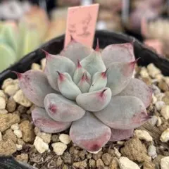 2026年最新】コロラータタパルパの人気アイテム - メルカリ