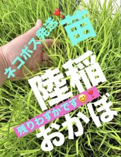 2026年最新】陸稲の人気アイテム - メルカリ