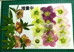 Item thumbnail for item 69ef2125-d937-42df-9b77-5b6072c93ede