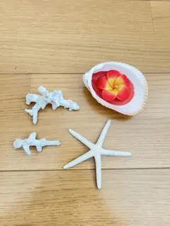 珊瑚礁、貝殻、南国の飾り4点セット