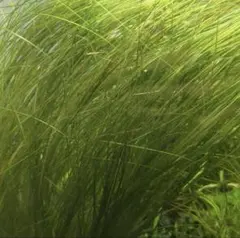 2025年最新】エリオカウロンソーシャルフェザーダスターの人気