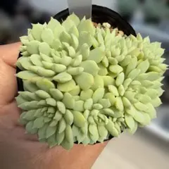 速達 4.ちょこん　群生　ミックスベリアのサムネイル