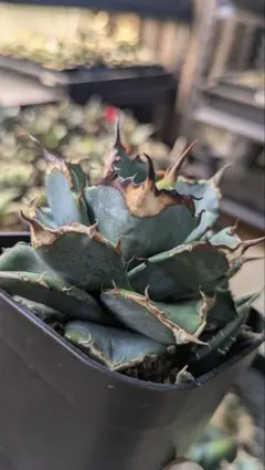 2025年最新】アガベ オアハカ 子株の人気アイテム - メルカリ