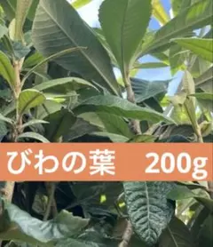 びわの葉