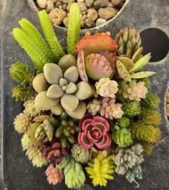 多肉植物　セダム15種類以上　カット苗　寄せ植えにも　ちまちま　小さい　色々　増