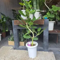 42【シェフレラ・ツピダンサス 約170cm】大型観葉植物｜西海岸インテリア｜ 42【シェフレラ・ツピダンサス 約170cm】大型観葉植物｜西海岸