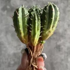 2025年最新】euphorbiaの人気アイテム - メルカリ