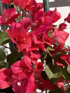 2025年最新】ブーゲンビレア 苗の人気アイテム - メルカリ