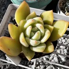 よっこ様 リクエスト 3点 まとめ商品